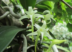 Cyrtorchis arcuata