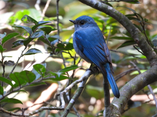 Verditer Flycatcher (Eumyias thalassinus), photo 9