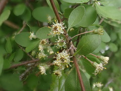 Olearia gardneri