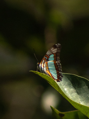 Adelpha serpa