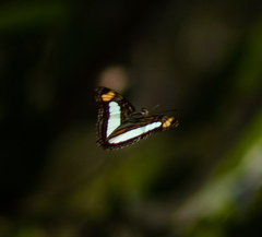 Adelpha serpa