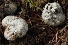 Phallomycetidae