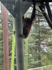 Pongo