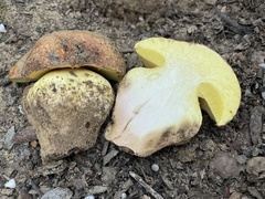 Butyriboletus querciregius