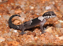 Aravind's Ground Gecko photo 5