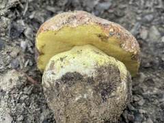Butyriboletus querciregius