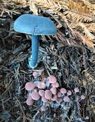 Pseudobaeospora deckeri