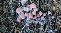 Pseudobaeospora deckeri