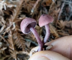 Pseudobaeospora deckeri