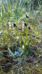 Ophrys bertolonii