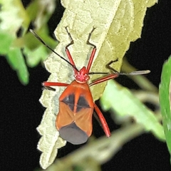 Hypselonotus bitrianguliger