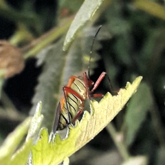Hypselonotus bitrianguliger
