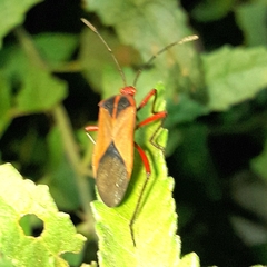 Hypselonotus bitrianguliger