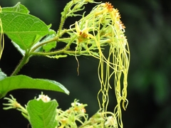 Strophanthus hispidus