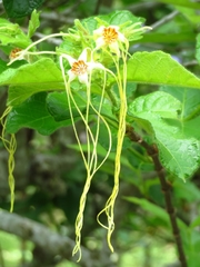 Strophanthus hispidus