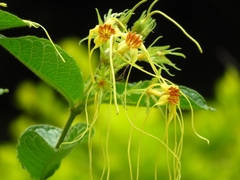Strophanthus hispidus