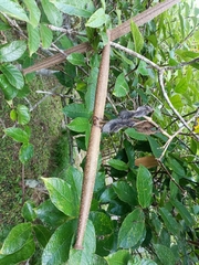 Strophanthus hispidus