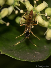 Polytribax contiguus