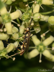 Polytribax contiguus