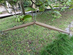 Strophanthus hispidus