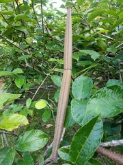 Strophanthus hispidus