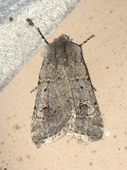 Eucoptocnemis fimbriaris