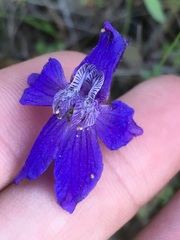 Delphinium patens