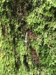 Pterophorus furcatalis