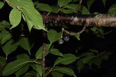 Monilinia fructicola