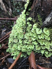 Hypopterygium didictyon