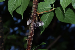 Monilinia fructicola