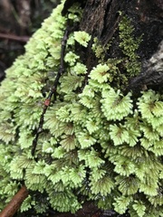 Hypopterygium didictyon