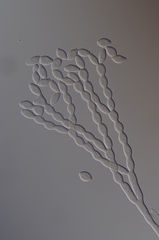 Monilinia fructicola