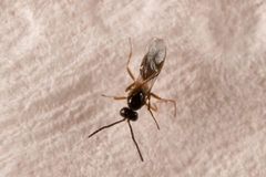 Lysiphlebus testaceipes