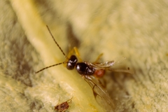 Lysiphlebus testaceipes