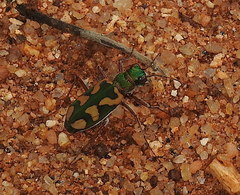 Cicindela calligramma