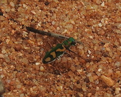 Cicindela calligramma