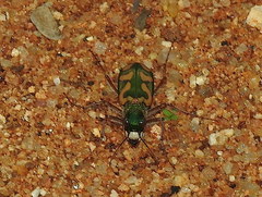 Cicindela calligramma