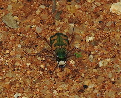 Cicindela calligramma