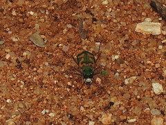 Cicindela calligramma