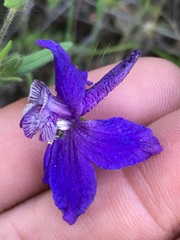 Delphinium patens
