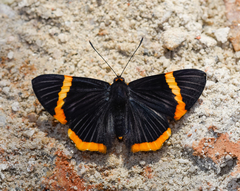 Riodina lycisca lycisca