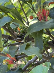Lorantheae