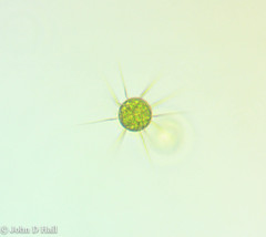 Acanthosphaera zachariasii