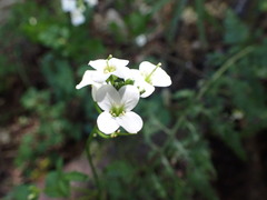 Cardamine forsteri