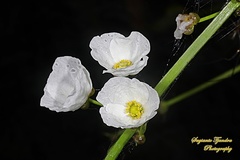 Echinodorus palifolius