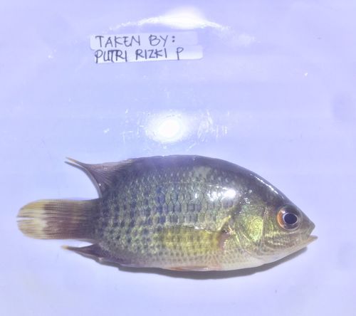 Pristolepis grootii