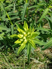 Euphorbia oblongata