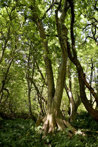 Pisonia grandis iNat (3)
