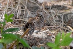 Callipepla californica